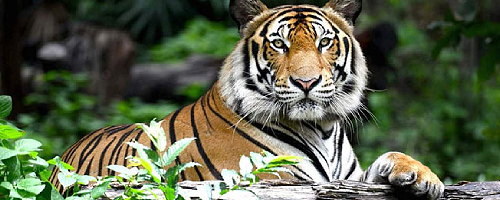 Wildlife Tours